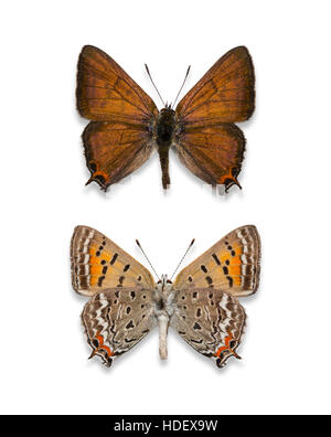 Un par de propagación anclados y recorte de cola masculina (Lycaena arota mariposas de cobre), vistas dorsal y ventral Foto de stock