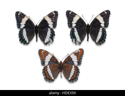 Tres anclados y propagación recorte Almirante Blanco (Limenitis arthemis arthemis mariposas), vistas dorsal y ventral Foto de stock