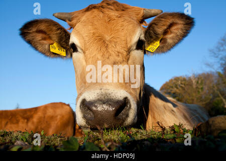 Europa, en Alemania, en Renania del Norte-Westfalia, Herdecke, vaca está mirando por encima de un muro cubierto de hiedra. Foto de stock