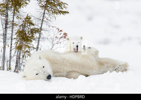El oso polar (Ursus maritimus) madre con dos cachorros, Parque Nacional Wapusk, Manitoba, Canadá