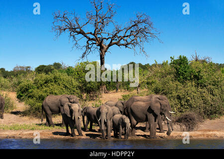 Desde Victoria Falls es posible visitar la cercana de Botswana. Concretamente, el Parque Nacional Chobe. El Chobe - La Capital de elefantes de África. Elepha masiva Foto de stock