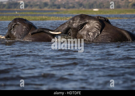 Dos elefantes bush africano (Loxodonta africana) cruzando el río Chobe, el Parque Nacional Chobe, Botswana Foto de stock