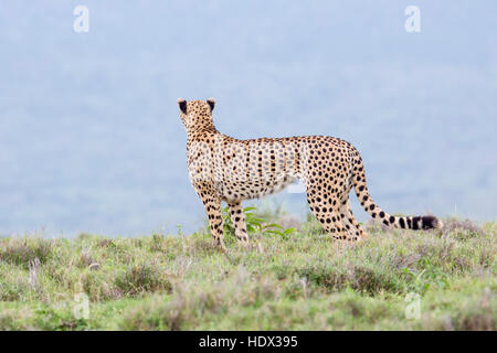Un guepardo hembra adulta de caminar a través de las praderas abiertas, contra el horizonte y mirar lejos, Lewa Conservancy Kenya África Foto de stock