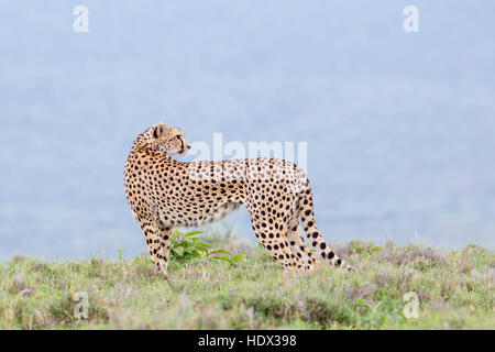Un guepardo hembra adulta de caminar a través de las praderas abiertas, contra el horizonte, Lewa Conservancy, Kenya África Foto de stock