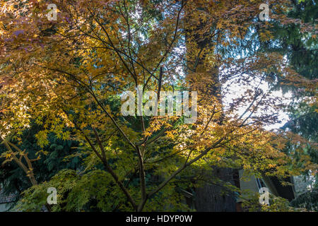 Las hojas se han convertido en este arce japonés en un patio en algún lugar del Noroeste del Pacífico. Foto de stock