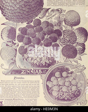 Childs' raras flores, hortalizas y frutas para 1895 (1895) Foto de stock
