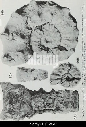 Boletín del Museo Británico (Historia Natural), Geología (1985) Foto de stock