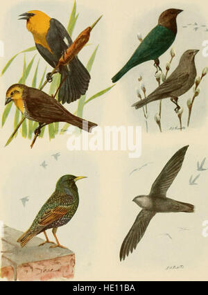 El libro de las aves, las aves comunes de la ciudad y el campo, y las aves de caza americano (1918) Foto de stock