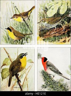 El libro de las aves, las aves comunes de la ciudad y el campo, y las aves de caza americano (1918) Foto de stock