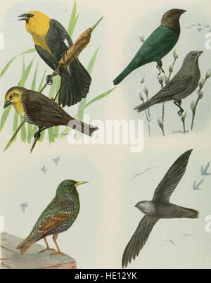 El libro de las aves; las aves comunes de la ciudad y el campo, y las aves de caza americano (1921) Foto de stock