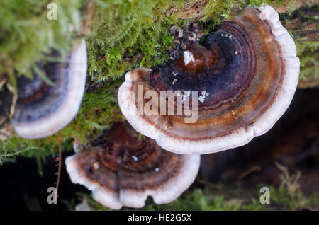Soporte hongo Trametes versicolor creciendo sobre un tronco de árbol muerto Foto de stock