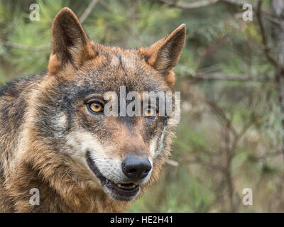 Lindo retrato del lobo ibérico (Canis lupus signatus) con hermosos ojos Foto de stock