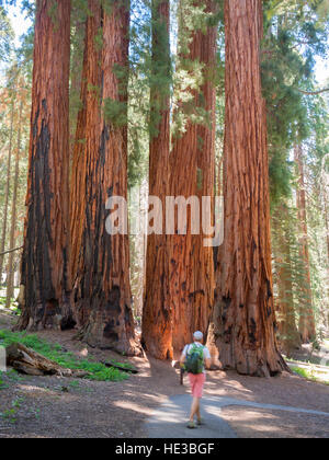 Caminando por la casa grupo de árboles, el Congreso Trail en Sequoia y Kings Canyon National Park Foto de stock