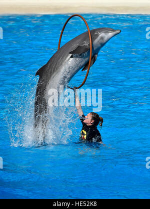 Show de Delfines, común o del Atlántico el delfín mular (Tursiops truncatus) Saltar a través del anillo, Loro Parque, Puerto de la Cruz Foto de stock