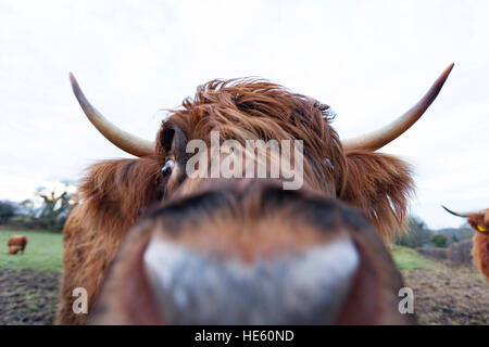 Un lindo horned Highland ganado mirando directamente a la cámara muy cerca de una granja de Flintshire del norte de Gales. Foto de stock