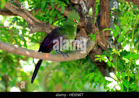 Guinea-Turako (Tauraco persa), en el árbol adulto, África Foto de stock