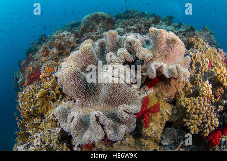 En Leathercoral bonito arrecife en Fiji Foto de stock