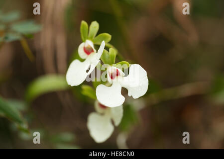 Flor de orquídea blanca en Madagascar - Analamazaotra Rainforest, el Parque Nacional de Andasibe, Madagascar desierto Foto de stock