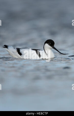 Pied Avocet / ( Recurvirostra avosetta Saebelschnaebler ), natación / descansando en aguas abiertas, típico wader pájaro en el mar de Wadden. Foto de stock
