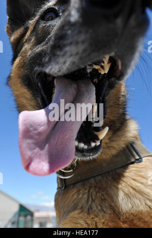 Ruth, un perro de trabajo militar, toma un descanso en su carrera de obstáculos la formación el 28 de abril de 2013, en el aeródromo de Bagram, Afganistán. El curso proporciona los obstáculos a diferentes alturas para ofrecer escenarios realistas MWDs pueden esperar mientras estaba de patrulla. Ruth es asignado a la 455a las Fuerzas Expedicionarias Grupo. Aviador Senior Chris Willis) Foto de stock