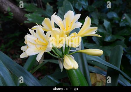 Amarillo clivia miniata. Amaryllidaceae. Se propaga naturalmente de off-brotes. También conocido como el lirio de Bush. Planta perenne indígenas de Sudáfrica. Foto de stock