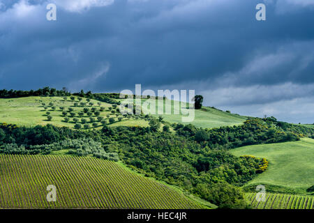 Verde típico paisaje toscano en Val d'Orcia con colinas, campos, árboles, viñedos, olivares y cielo nublado