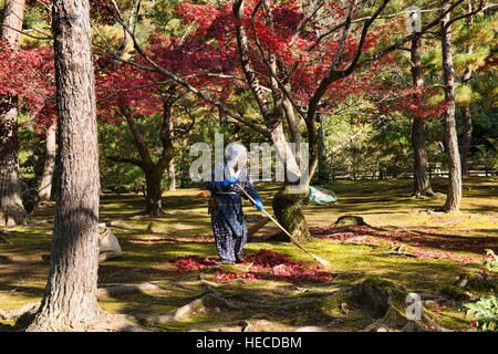 Rastrillar las hojas en el Kinkaku-ji (Pabellón Dorado), Kyoto, Japón Foto de stock