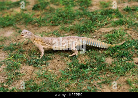 Lagarto de cola espinosa, Uromastyx hardwickii, Rajastán, esta lagartija está amenazada debido a la explotación comercial Foto de stock