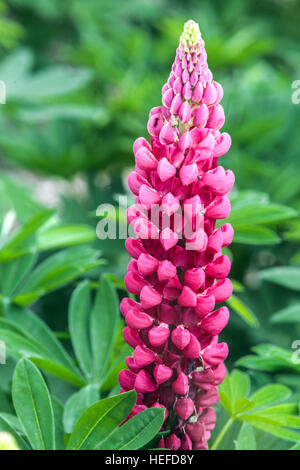 Púrpura hojas grandes lupino Lupinus polyphyllus delante de los paisajes de montaña el Parque