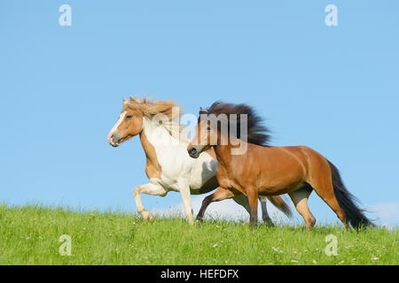 Dos caballos islandeses en el campo