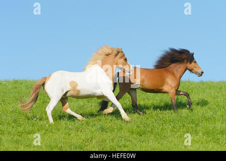 Dos caballos islandeses en el campo