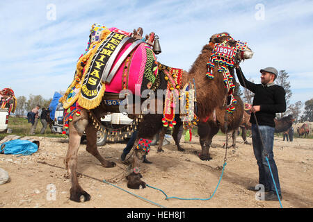 Camello tradicional wrestling es muy popular en la Región del Egeo de Bodrum, Turquía. Foto de stock