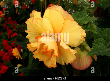 Begonia es un género de plantas con flores perennes en la familia  Begoniaceae. El género contiene