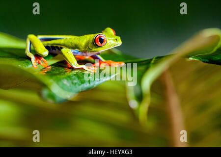 Red-eyed Tree Frog - La Laguna del Lagarto Lodge - Boca Tapada de San Carlos, Costa Rica [controlada espécimen]