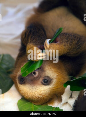 Bebé huérfano de Hoffmann's Two-Toed Sloth (Choloepus hoffmanni) alimentándose de hojas en el Santuario de Sloth en Costa Rica Foto de stock