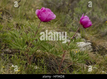 Una forma común de Peony, Paeonia officinalis ssp. huthii en flor en los Alpes Provence, Francia. Foto de stock