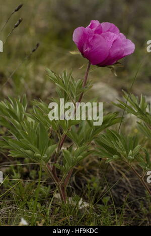 Una forma común de Peony, Paeonia officinalis ssp. huthii en flor en los Alpes Provence, Francia. Foto de stock