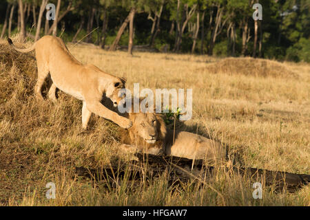 Reproducción de leones, león burlas Fotografía de stock - Alamy