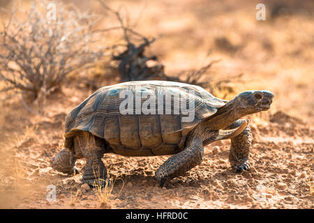 Agassiz la tortuga del desierto (Gopherus agassizii) caminando en terreno seco, el Valle de Fuego, el desierto de Mojave, Nevada, EE.UU. Foto de stock