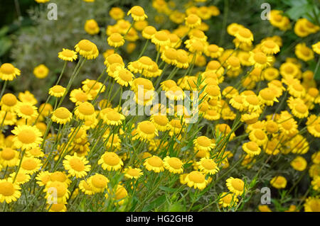 Eine Färber-Hundskamille Wildpflanze - amarillo manzanilla, un wildflower, Cota tinctoria Foto de stock