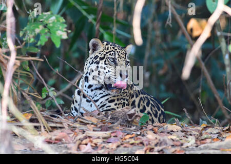 Jaguar (Panthera onca), el Pantanal de Mato Grosso, Mato Grosso, Brasil, América del Sur