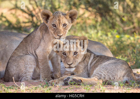 Cachorros de León (Panthera leo) en el desierto de Kalahari, el Parque Transfronterizo Kgalagadi, Northern Cape