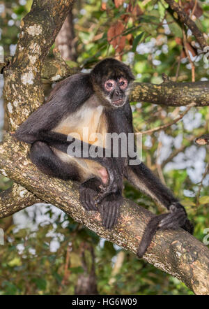 Yucatán Geoffroy's mono araña (Ateles geoffroyi) en la selva, Belice, Centroamérica Foto de stock