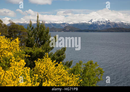 Retama amarilla en el lago Nahuel Huapi, cerca de Bariloche, 7 Lakes Drive, en el Parque Nacional Nahuel Huapi, el Lake District, Argentina