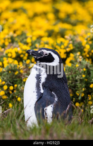 Pingüino de Magallanes en la isla de despojos en las Malvinas Foto de stock