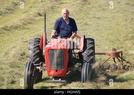 Un campesino en un campo de un tractor Massey Ferguson vintage girando para hacer heno de pasto en la campiña inglesa en un caluroso día de verano Foto de stock