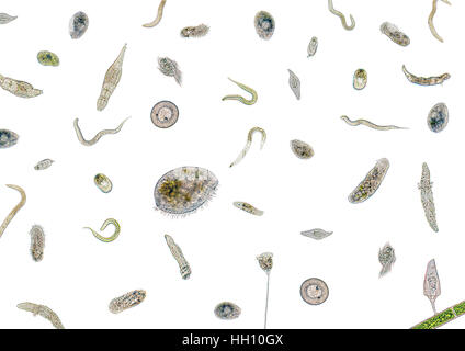 Micrography mostrando un montón de diversos microorganismos de agua dulce en la luz de nuevo