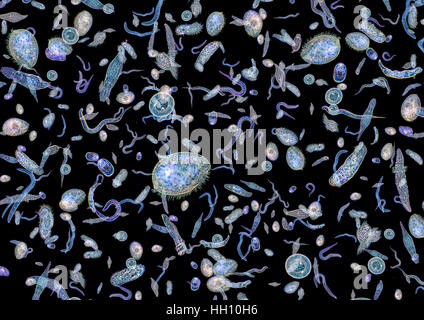 Micrography mostrando mucha agua dulce translúcidas de diversos microorganismos en su espalda oscura