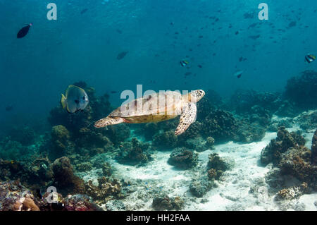 La tortuga verde (Chelonia midas] nadar en el arrecife, seguido por un batfish. Sipadan, en Malasia.