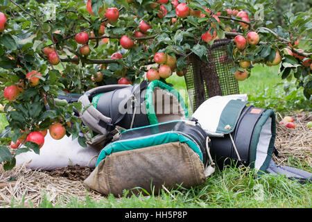 Equipo de cosecha de manzana en las huertas en RHS Wisley. Foto de stock